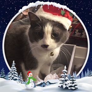 Meet your Posher, Bonnie